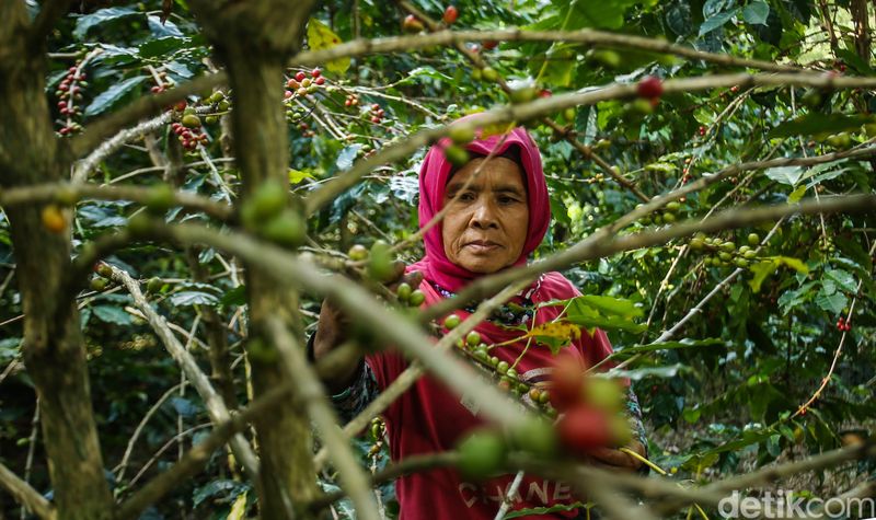 Desa Tugu Utara Bogor memiliki keindahan alam kebun kopi dengan latar belakang gunung yang indah, di tengah hamparan kebun teh ini terselip kegiatan budidaya kopi Cikoneng yang tengah dikembangkan.Para petani kopi disini merupakan pegawai kebun teh yang pada siang harinya beralih kegiatan dari kebun teh ke kebun kopi. Kegiatan ini dilakukan sejak tahun 2018 dengan harapan meningkatkan pendapatan.