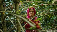 Ijah (34) memetik biji kopi di Kebun Kopi Cikoneng, Bogor. Ijah yang baru dua minggu beraktivitas menjadi pemetik biji kopi turut bersyukur dengan adanya kegiatan ini yang menjadi pemasukan tambahan usai beraktivitas di kebun teh pada pagi hari.