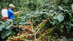 Keindahan Alam Desa Cikoneng Penghasil Kopi di Bogor