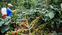 Bukan hanya para laki-laki yang beraktivitas di perkebunan kopi ini juga dilakoni oleh perempuan. Salah satunya Ijah, Irah dan Imas yang tengah beristirahat usai memetik biji kopi.