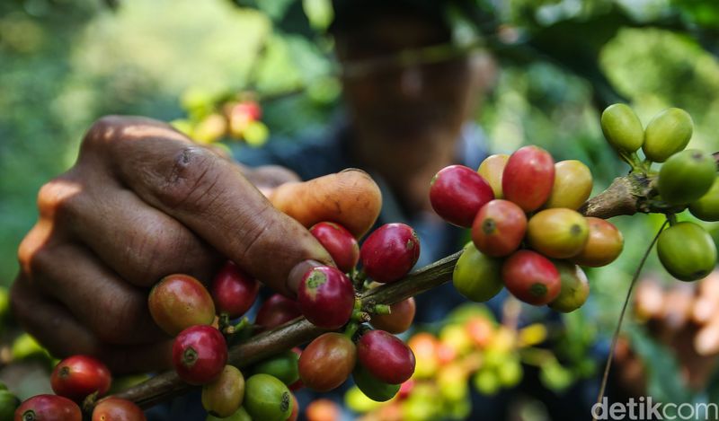 Desa Tugu Utara Bogor memiliki keindahan alam kebun kopi dengan latar belakang gunung yang indah, di tengah hamparan kebun teh ini terselip kegiatan budidaya kopi Cikoneng yang tengah dikembangkan.Para petani kopi disini merupakan pegawai kebun teh yang pada siang harinya beralih kegiatan dari kebun teh ke kebun kopi. Kegiatan ini dilakukan sejak tahun 2018 dengan harapan meningkatkan pendapatan.