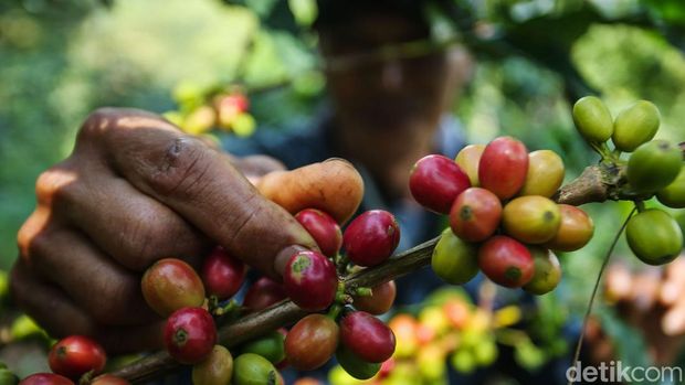 Nikmatnya Kopi Asli Desa Cikoneng Bogor Desa Tugu Utara Bogor memiliki keindahan alam kebun kopi dengan latar belakang gunung yang indah, di tengah hamparan kebun teh ini terselip kegiatan budidaya kopi Cikoneng yang tengah dikembangkan.Para petani kopi disini merupakan pegawai kebun teh yang pada siang harinya beralih kegiatan dari kebun teh ke kebun kopi. Kegiatan ini dilakukan sejak tahun 2018 dengan harapan meningkatkan pendapatan.