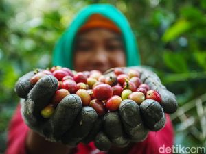 Majalengka Targetkan Produksi Kopi 70 Ton
