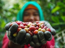 Majalengka Targetkan Produksi Kopi 70 Ton