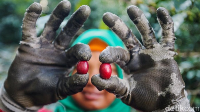 Nikmatnya Kopi Asli Desa Cikoneng Bogor Desa Tugu Utara Bogor memiliki keindahan alam kebun kopi dengan latar belakang gunung yang indah, di tengah hamparan kebun teh ini terselip kegiatan budidaya kopi Cikoneng yang tengah dikembangkan.
Para petani kopi disini merupakan pegawai kebun teh yang pada siang harinya beralih kegiatan dari kebun teh ke kebun kopi. Kegiatan ini dilakukan sejak tahun 2018 dengan harapan meningkatkan pendapatan.