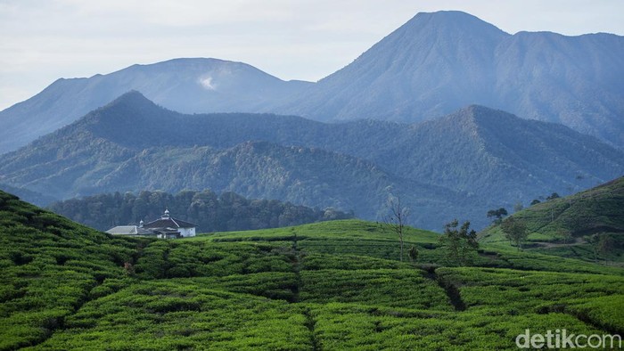 Keindahan Alam Desa Cikoneng Penghasil Kopi Di Bogor