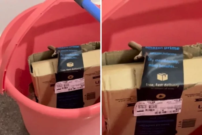 Paket ular kobra