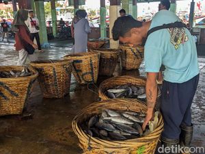 Harga Ikan Anjlok, Nelayan Trenggalek Minta Pemerintah Setop Impor Surimi