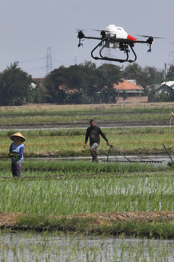 Penyemprotan pestisida dengan drone di kabupaten Bekasi Petani mengamati drone yang digunakan untuk menyemprotkan pestisida di Sukamakmur, Desa Sukakarya, Kabupaten Bekasi, Jawa Barat, Kamis (27/6/2024). Dinas Pertanian setempat menggunakan teknologi drone untuk penyemprotan pestisida karena dinilai lebih efektif dan efisien bila dibandingkan cara konvensional karena hanya memakan waktu 10 menit untuk lahan satu hektare dengan tarif Rp250 ribu per hektarnya. ANTARA FOTO/ Fakhri Hermansyah/aww.