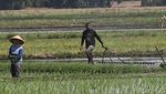 Keren! Sawah di Bekasi Disemprot Pestisida Pakai Drone