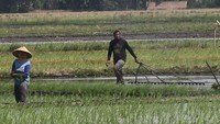 Dinas Pertanian setempat menggunakan teknologi drone untuk penyemprotan pestisida karena dinilai lebih efektif dan efisien bila dibandingkan cara konvensional karena hanya memakan waktu 10 menit untuk lahan satu hektare dengan tarif Rp 250 ribu per hektarnya.  