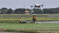 Petani mengamati drone yang digunakan untuk menyemprotkan pestisida di Sukamakmur, Desa Sukakarya, Kabupaten Bekasi, Jawa Barat, Kamis (27/6/2024).  