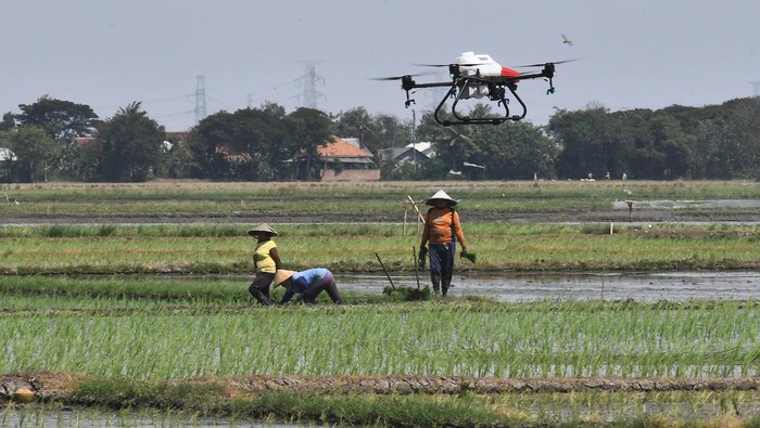 Petani mengamati drone yang digunakan untuk menyemprotkan pestisida di Sukamakmur, Desa Sukakarya, Kabupaten Bekasi, Jawa Barat, Kamis (27/6/2024). Dinas Pertanian setempat menggunakan teknologi drone untuk penyemprotan pestisida karena dinilai lebih efektif dan efisien bila dibandingkan cara konvensional karena hanya memakan waktu 10 menit untuk lahan satu hektare dengan tarif Rp250 ribu per hektarnya. ANTARA FOTO/ Fakhri Hermansyah/aww.