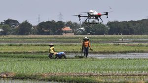 Keren! Sawah di Bekasi Disemprot Pestisida Pakai Drone
