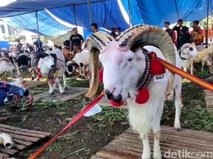 Kala Kambing dan Domba di Tasik Adu Kasep hingga Otot di Pesta Patok