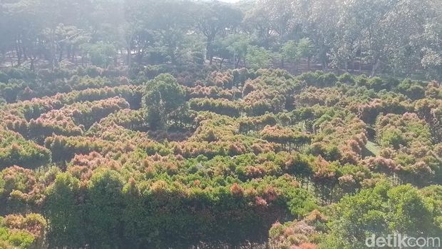 Taman Hutan Kota Penjaringan, Jakarta Utara Taman Hutan Kota Penjaringan, Jakarta Utara