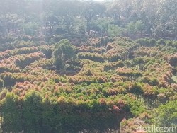 Taman Hutan Kota Penjaringan Peredam Sengatan Matahari dan Kusut Truk Raksasa