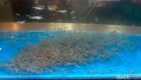 Menu viral yang mereka tawarkan, dancing shrimp seharga Rp 45 ribu per porsi. Udangnya memakai udang air tawar yang berukuran kecil-kecil.