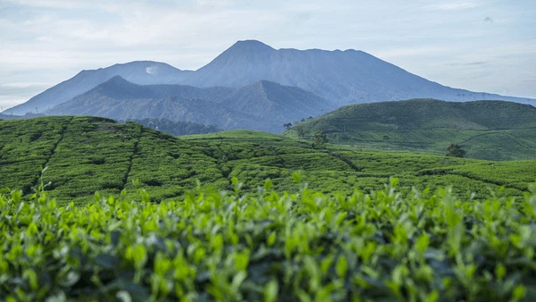 Keindahan Alam Desa Cikoneng Penghasil Kopi di Bogor