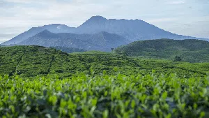 Keindahan Alam Desa Cikoneng Penghasil Kopi di Bogor