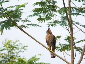 6 Tempat Hidup Garuda, Habitat Lambang RI Sang Penguasa Langit