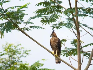 Ternyata Ini Wujud Burung yang Identik dengan Lambang Garuda NKRI