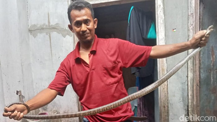 Relawan Eko Santoso saat menangkap ular jali sepanjang 1,5 meter di rumah warga di Tulas, Kecamatan Karangdowo, Klaten, Jumat (28/6/2024).