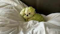 Seniman 41 tahun ini juga punya karya seni unik dari daun kubis. Ia membuat tumpukan yang menyerupai anak anjing. Foto: Min Kyungjin via Bored Panda