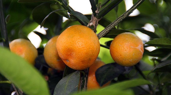 7 Manfaat Jeruk Kasturi untuk Kesehatan, Bisa Mempercantik Kulit!