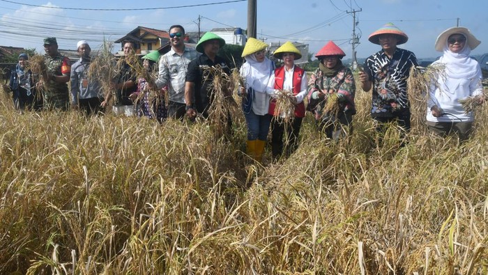 Pj Wali Kota Bogor Hery Antasari (kedua kanan) bersama unsur Musyawarah Pimpinan Daerah (Muspida) Kota Bogor melakukan panen raya padi nutrizinc di Kebun Penelitian Tanaman Padi, Kelurahan Pasirjaya, Kota Bogor, Jawa Barat, Jumat (28/6/2024). Pemerintah Kota Bogor bersama Badan Standardisasi Instrumen Pertanian (BSIP) Kementerian Pertanian melakukan panen raya padi nutrizinc pertama di Indonesia yang memiliki kandungan nutrisi zinc tinggi yang berguna untuk pencegahan stunting. ANTARA FOTO/Arif Firmansyah/tom.