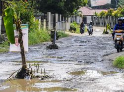 Protes Jalan Rusak, Warga Pandeglang Tanam Pohon Pisang