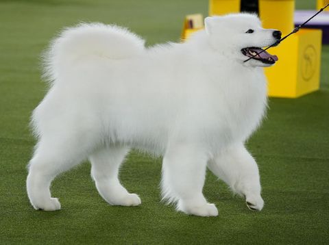 Seekor anjing Samoyed berjalan di Westminster Kennel Club Dog Show ke-146, Rabu, 22 Juni 2022. (AP Photo/Frank Franklin II/File Foto)