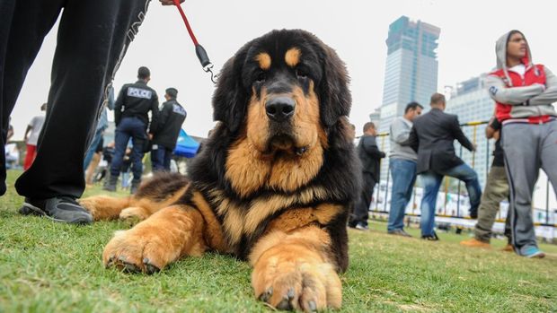Seekor mastiff Tibet berpartisipasi dalam turnamen internasional pertama di Kuwait untuk anjing ras, di Kota Kuwait, Sabtu, 12 Desember 2015. (AP Photo/File Foto)