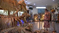 Museum yang memiliki 2.600 spesies dan 5.000 spesimen hewan dan satwa yang diawetkan tersebut menjadi salah satu obyek wisata favorit di Medan. 