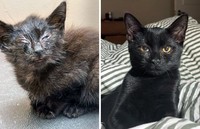 Dulu Tampak Menyedihkan, Setelah Diadopsi Kucing Ini Bikin Pangling