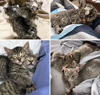 Dulu Tampak Menyedihkan, Setelah Diadopsi Kucing Ini Bikin Pangling