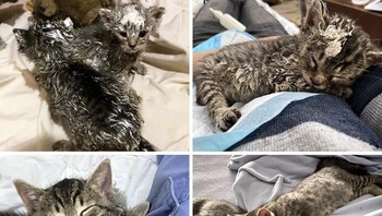 Dulu dibuang di tempat sampah, berlumuran cat, hampir kelaparan. Anak kucing ini resmi diadopsi. Dulu nyaris meninggal kini sudah hidup bahagia dan sehat, Foto: Boredpanda
