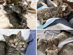 Dulu Tampak Menyedihkan, Setelah Diadopsi Kucing Ini Bikin Pangling