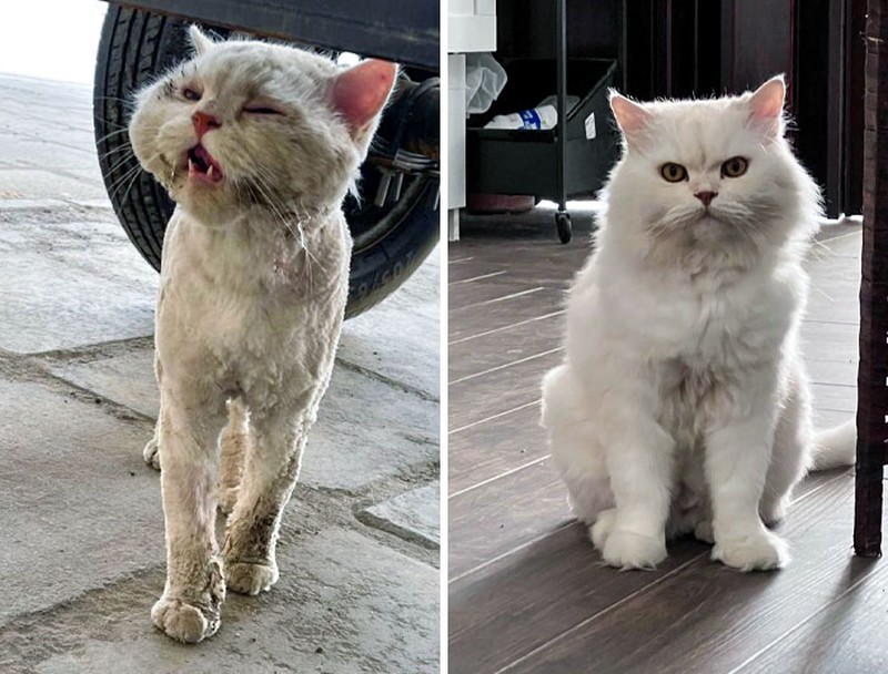 Dulu Tampak Menyedihkan, Setelah Diadopsi Kucing Ini Bikin Pangling