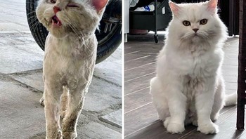 Satu tahun mengadopsi kucing ini dengan penuh perawatan dan cinta yang baik. Foto: Boredpanda