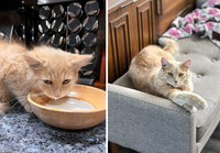 Dulu Tampak Menyedihkan, Setelah Diadopsi Kucing Ini Bikin Pangling