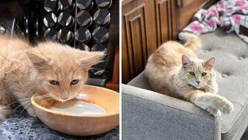 Aku mengadopsi kucing gudang, diberitahu bahwa kucingnya tidak akan menjadi terlalu besar. Tapi satu tahun kemudia, inilah penampakannya Foto: Boredpanda
