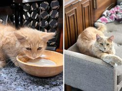 Dulu Tampak Menyedihkan, Setelah Diadopsi Kucing Ini Bikin Pangling