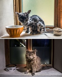 Dulu Tampak Menyedihkan, Setelah Diadopsi Kucing Ini Bikin Pangling