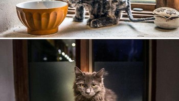 Ini adalah Barley, aku menemukannya di pinggir jalan. Dulu dia sangat kurus dan penuh kutu. Kini dia sehat dan kucing kecil termanis yang pernah ada Foto: Boredpanda