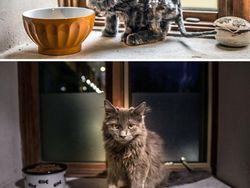 Dulu Tampak Menyedihkan, Setelah Diadopsi Kucing Ini Bikin Pangling