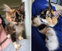 Dulu Tampak Menyedihkan, Setelah Diadopsi Kucing Ini Bikin Pangling