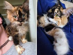 Dulu Tampak Menyedihkan, Setelah Diadopsi Kucing Ini Bikin Pangling