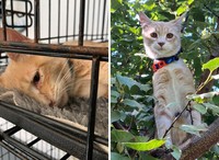 Dulu Tampak Menyedihkan, Setelah Diadopsi Kucing Ini Bikin Pangling