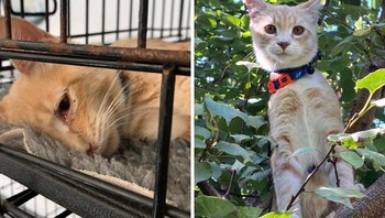 Mengambil sebuah kesempatan, dan memutuskan untuk merehabilitasi anak laki-laki ini daripada membiarkannya terlantar. Salah satu keputusan terbaik dalam hidup saya Foto: Boredpanda